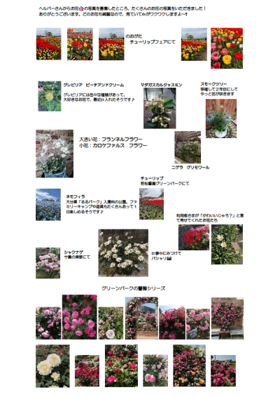 ヘルパーさんのお花写真.png